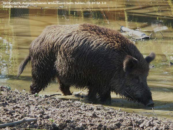 Afrikanische Schweinepest