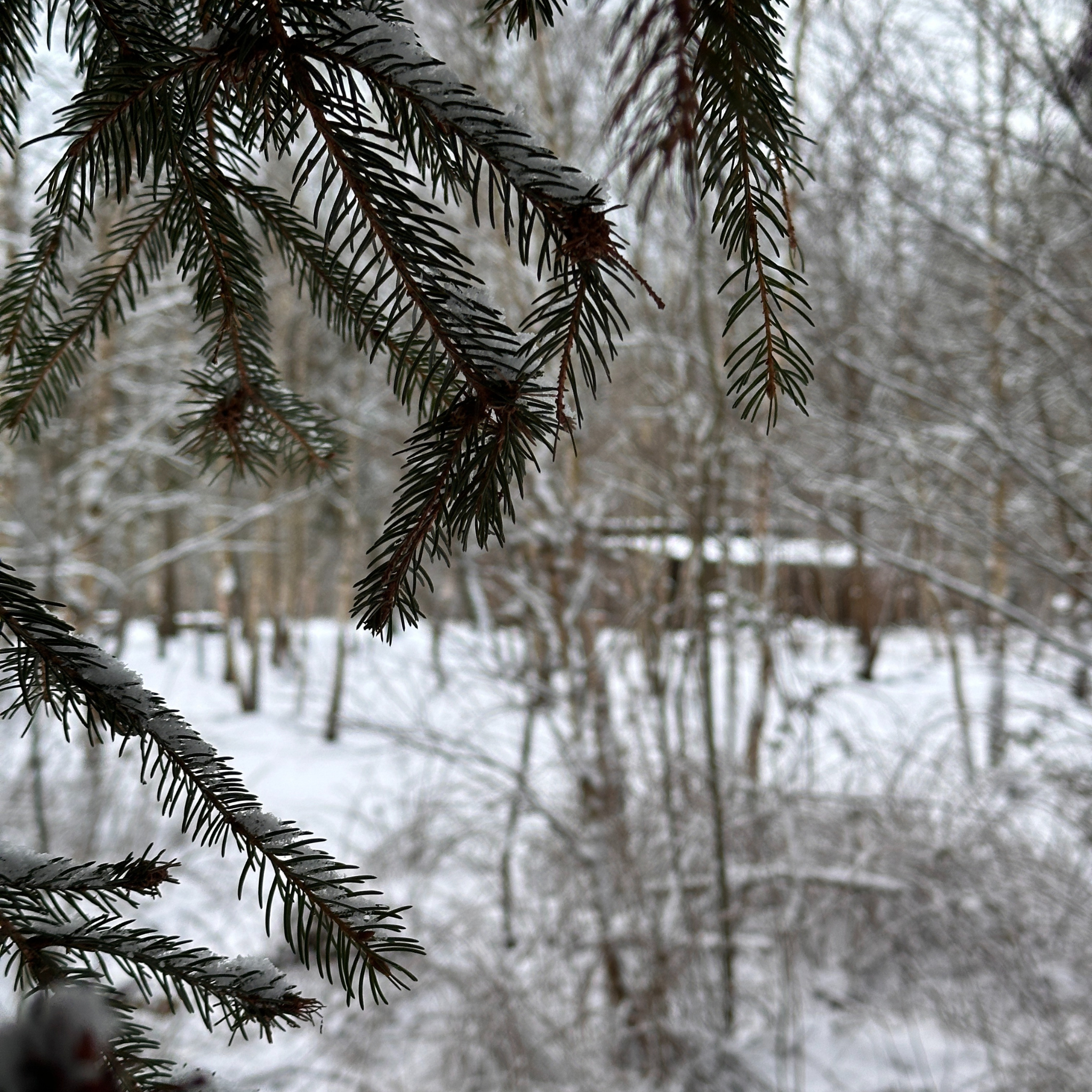 X-Mas Camp - Saisonabschluss