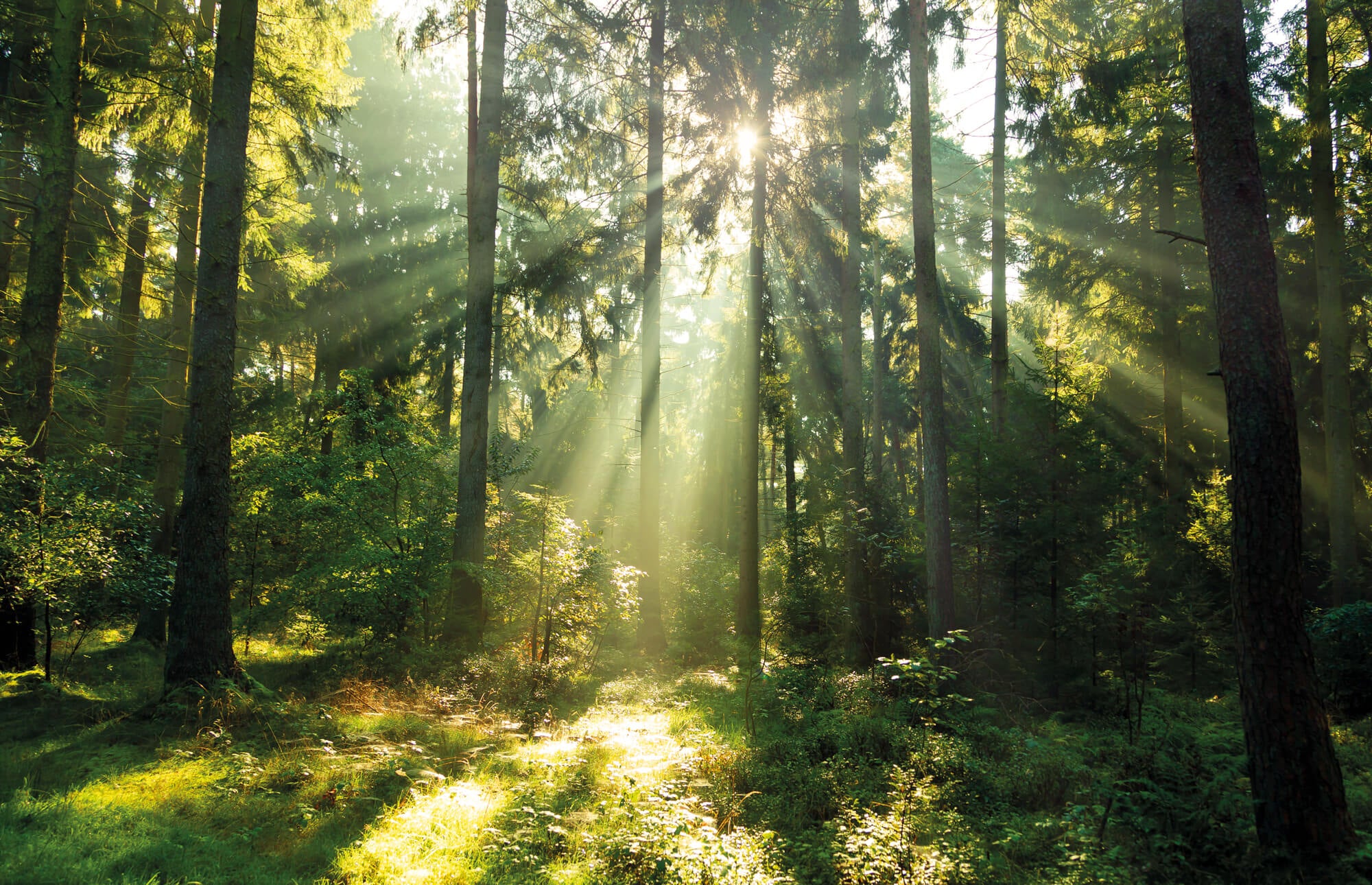Mischwald mit Sonnenschein
