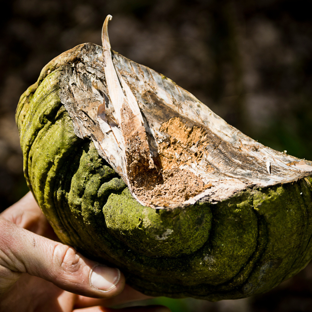 Bushcraft und Survival Intensiv